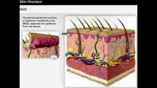 Skin Anatomy  Dermis amp Epidermis  Wound Care [upl. by Oirelav]