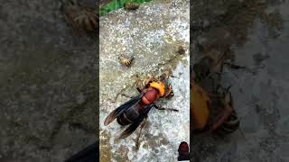 蜜蜂 honey bee fighting viralvideo [upl. by Nabla]