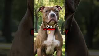 MindBlowing Pitbull Facts [upl. by Vieva]