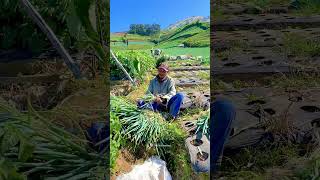 THE QUIET BEAUTY OF MOUNTAIN FARMS  Indonesia Rural Life [upl. by Hayotal592]