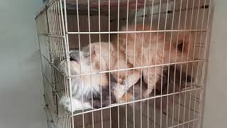 Kucing parsi mengawan  cat mating [upl. by Garfield]