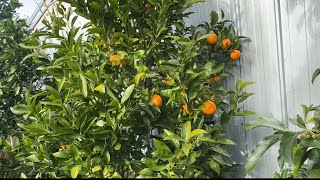 Citrus update end of winter 050824 [upl. by Aracaj]