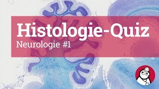 DocCheck HistologieQuiz Neurologie 1 [upl. by Innoj]