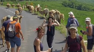 Transhumance dans une ferme de montagne [upl. by Nnylylloh]