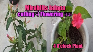 How to grow Mirabilis Jalapa by Cutting 4OClock Plant Mirabilis Jalapa complete Care [upl. by Oiramel268]