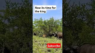 Wild animal lion and buffalo fight trending wildanimals [upl. by Katrinka]