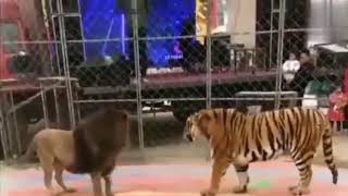 Asiatic lion vs Siberian tiger  lion attack from behind and shocked by size of the tiger [upl. by Worthy]