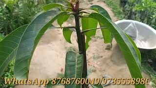 Ratnagiri Alphonso Mango plant Details [upl. by Santoro764]