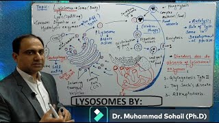 Lysosomes Splitting Bodies [upl. by Breeze]