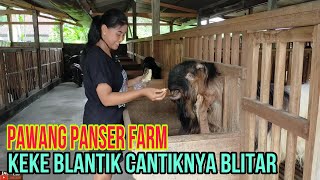 SIAPA SANGKA GADIS REMAJA KULIAH AN PAWANG RAMON panserfarm [upl. by Kelleher]