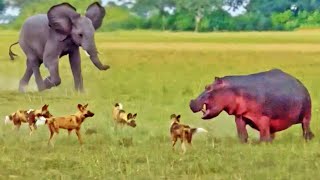 Elephants Save Hippo from Wild Dogs [upl. by Bakeman]