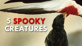 The 5 Scariest Creatures [upl. by Aiekram]