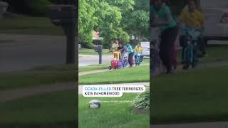 Cicadafilled tree terrifies group of kids in Chicago suburb [upl. by Aiyekal]