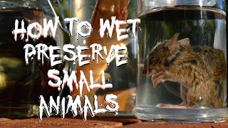 How to Wet Preserve Small Animals [upl. by Sicular202]