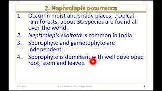 Nephrolepis part 1 [upl. by Sucrad]