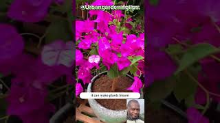 How to make natural fertilizer at home [upl. by Novek334]