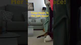 Kitty Cat Safe Space Hidyhole Cutecat 😻😻😻😻😻😻😻😻😻 [upl. by Audly]