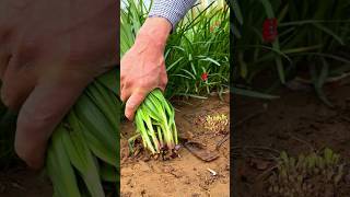 Episode 35  This leek is really fresh and has a strong flavor when grown in winter leekplanting [upl. by Ruhtra]