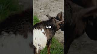 These Goats Have a Hilarious Secret facts science viralshorts goat [upl. by Leahcimsemaj]