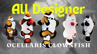 All Designer Ocellaris Clownfish [upl. by Kcirddes]