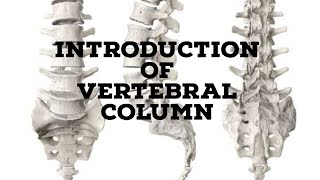 Vertebral column introduction [upl. by Tammie638]