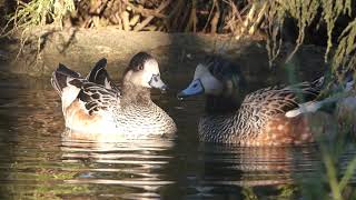 Chiloé wigeon [upl. by Akoek]