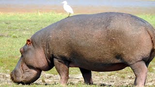 Hippo spraying his poop in the Chobo river and on the shore [upl. by Mcmaster]