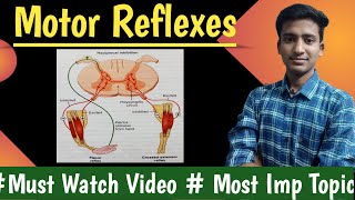 Motor reflexes  Flexor reflex  Withdrawal reflex  cross extensor reflexPhysiology  Ashish [upl. by Nyliret]