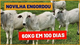 Como ENGORDAR NOVILHA em 100 dias elas ganharam 60kg [upl. by Htiek293]