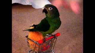 Dusky Conure Starts Dancing [upl. by Asital746]