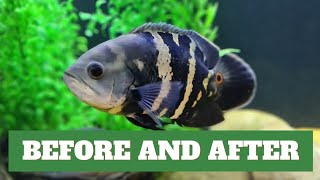 CHANGING THE SA CICHLID TANK [upl. by Dlarej]