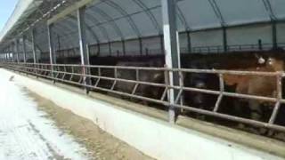 Finishing Cattle in Hoop Barns [upl. by Yalcrab]