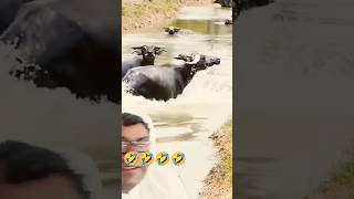 taigar🤣🤣travelvlog funny funnyvideo [upl. by Mischa]