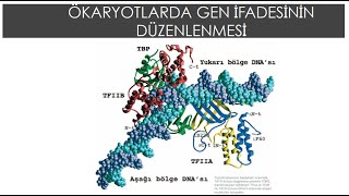 Genetik Bölüm 17 Ökaryotlarda Gen İfadesinin DüzenlenmesiPart 1 genel biyoloji [upl. by Airottiv]