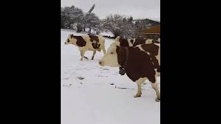 LE BONHEUR DE PRENDRE LAIRpour les 90 vaches laitières de race montbéliarde de la ferme Bonnafoux [upl. by Aylward733]