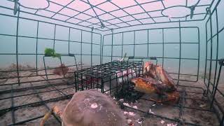 GoPro in crab trap 12 Secrets of Crabbing Rocky Versus Barney [upl. by Kennet738]