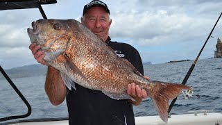 How to use a whole pilchard for a snapper bait basicfishing trending fishingnz [upl. by Hnao]