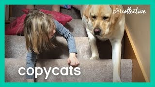 When Pet Animals Copy Their Owner  Copycats  The Pet Collective 2020 [upl. by Alba645]