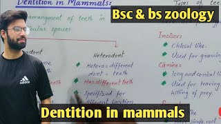 Dentition in mammals class bsc and bs zoology  mammals dentition class bsc and bs zoology [upl. by Rothenberg]