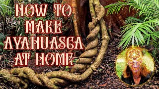 How to Make Ayahuasca Super Easy [upl. by Eilyab]