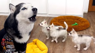 Talking Husky Teaches Tiny Puppies to Sing [upl. by Eelinej]