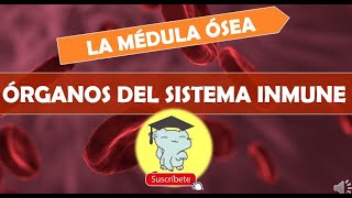 LA MÉDULA ÓSEA  ÓRGANOS DEL SISTEMA INMUNOLÓGICO [upl. by Grekin]