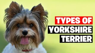 The 7 Types of Yorkshire Terrier Breeds [upl. by Adrian]