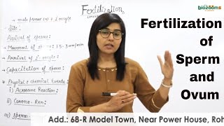 Steps in Fertilization of Sperm and Ovum Activation of Gametes  Human Rep Dr Poonam  Biozooms [upl. by Tonina]