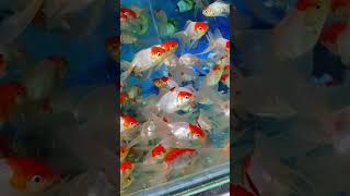 New stred Cape fish ll full hd short video ll 💯🐠 [upl. by Airan]