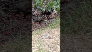 Didelphis marsupialisZarigüeya común captada en el Manglar Buscando Alimento [upl. by Azarria]