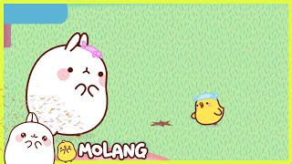 Molang  Little peckish  Season 2 Episodes [upl. by Itoc]