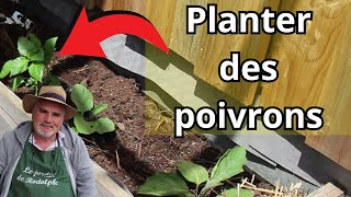 comment planter les poivrons [upl. by Norb]