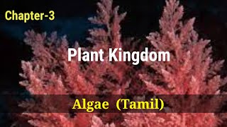 Ncert  Class 11  Chapter  3  Plant Kingdom  Algae  Tamil  302 [upl. by Eliza]