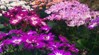 Check how I grow cineraria  How to grow Cineraria through seeds [upl. by Arriet]